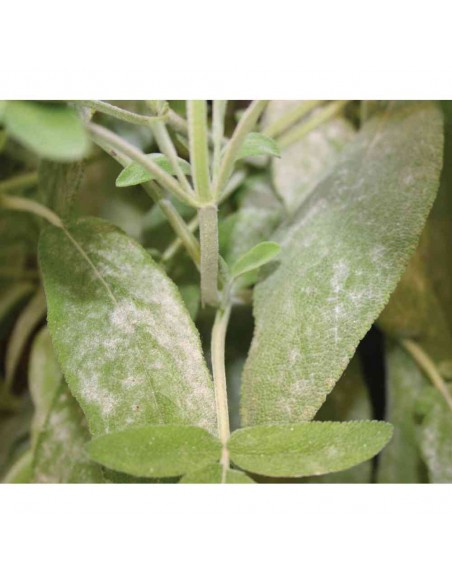 SPRINT TRIPLA AZIONE PROTEZIONE PIANTE 500ML