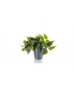 PLANT SOLO PIANTA FINTA DI...