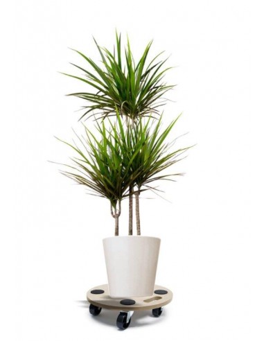 PEDANA ROTONDA IN LEGNO CON 4 RUOTE... PEDANA ROTONDA IN LEGNO CON 4 RUOTE...