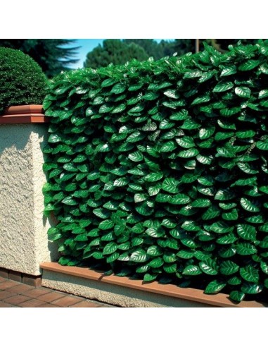 LAURO POINT SEMPREVERDE 1,5x3 MT LAURO POINT SEMPREVERDE 1,5x3 MT