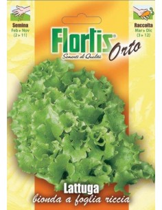 LATTUGA BIONDA FOGLIA RICCIA