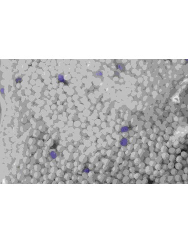 DEUMIDIFICATORE ARMADIO 210 GR DEUMIDIFICATORE ARMADIO 210 GR