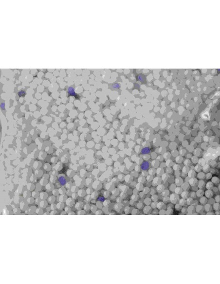 DEUMIDIFICATORE ARMADIO 210 GR