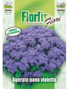 AGERATO NANO VIOLETTO