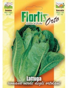 LATTUGA ROMANA VERDE