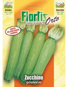 ZUCCHINO GENOVESE