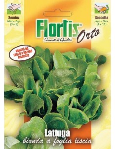 LATTUGA BIONDA FOGLIA LISCIA