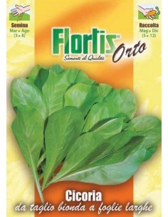 CICORIA BIONDA FOGLIE LARGHE
