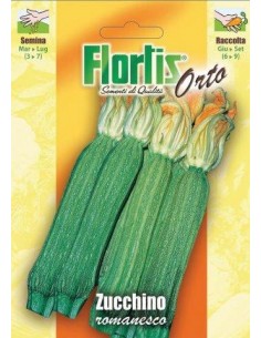 ZUCCHINO ROMANESCO