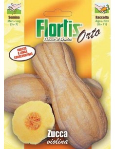 ZUCCA VIOLINA