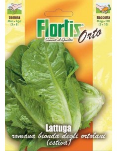LATTUGA BIONDA ORTOLANI