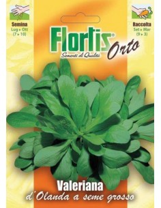VALERIANA D'OLANDA