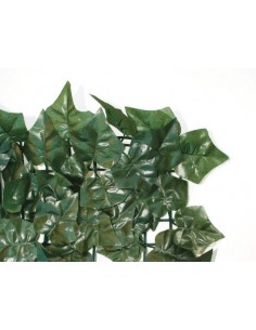 SIEPE EDERA MT.1,5X3