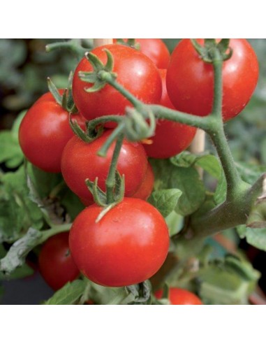 OSSICLORURO RAME 250 Gr OSSICLORURO RAME 250 Gr