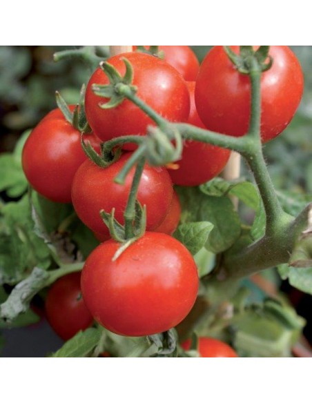 OSSICLORURO RAME 250 Gr