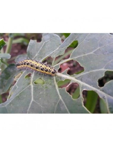 LITOTAMNIO PO 1000 G LITOTAMNIO PO 1000 G