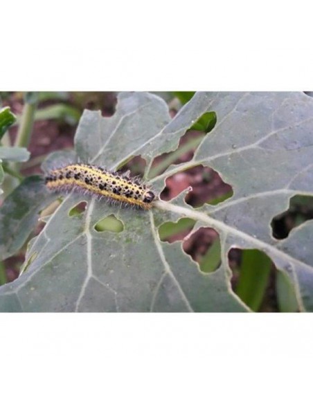 LITOTAMNIO PO 1000 G