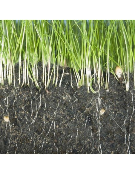 HORMON PLUS POLVERE 50 G