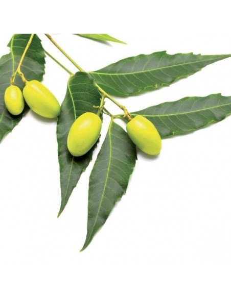OLIO DI NEEM RTU LI 500 ML