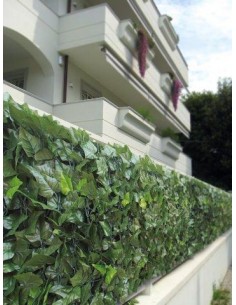 SIEPE EDERA MT.1X3 2