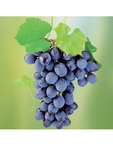 OSSICLORURO RAME 250 Gr OSSICLORURO RAME 250 Gr