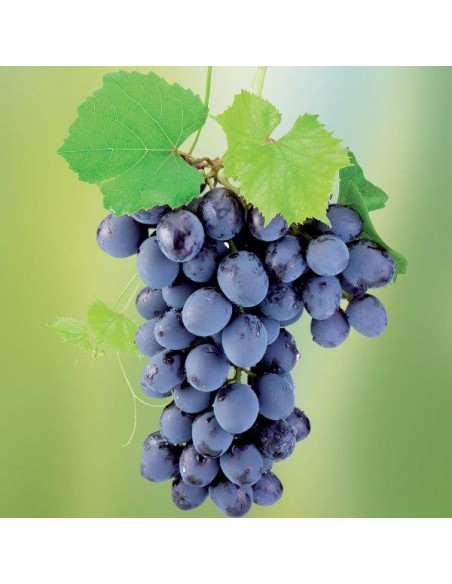 OSSICLORURO RAME 250 Gr