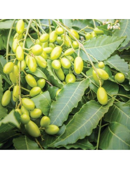 OLIO DI NEEM RTU LI 500 ML