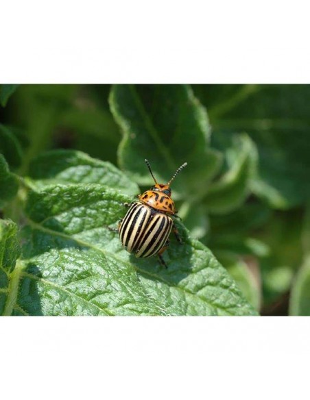 LITOTAMNIO PO 1000 G