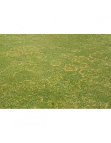 HORMON PLUS POLVERE 50 G HORMON PLUS POLVERE 50 G