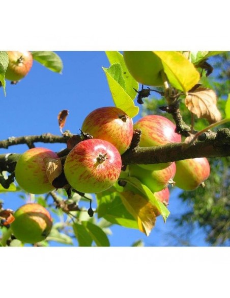 OSSICLORURO RAME 250 Gr