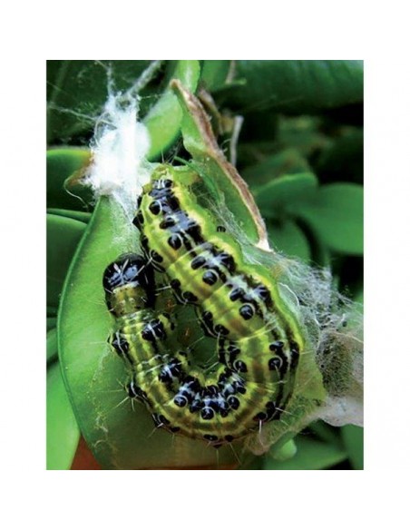 LITOTAMNIO PO 1000 G