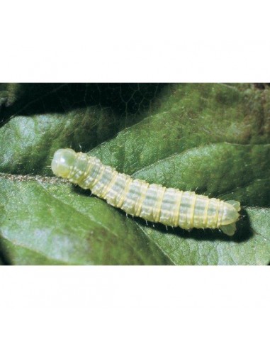 LITOTAMNIO PO 1000 G LITOTAMNIO PO 1000 G