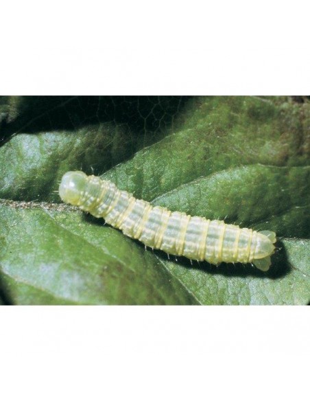 LITOTAMNIO PO 1000 G