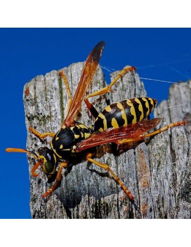VESPA ALT SPRAY VESPICIDA INSETTICIDA... VESPA ALT SPRAY VESPICIDA INSETTICIDA...