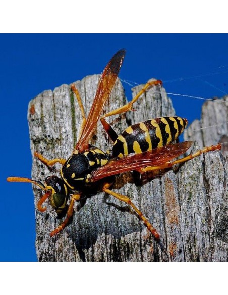 VESPA ALT SPRAY VESPICIDA INSETTICIDA FLORTIS