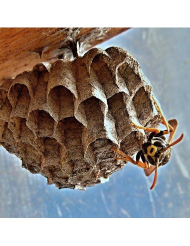 VESPA ALT SPRAY VESPICIDA INSETTICIDA... VESPA ALT SPRAY VESPICIDA INSETTICIDA...