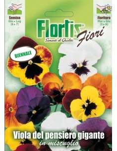 VIOLA PENSIERO GIGANTE MIX