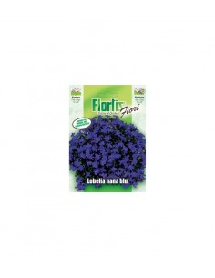 LOBELIA NANA BLU