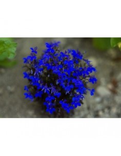 LOBELIA NANA BLU 2