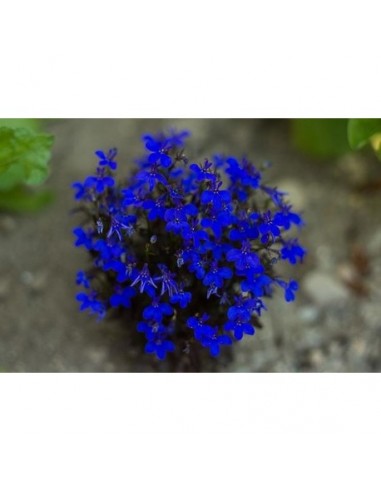 LOBELIA NANA BLU LOBELIA NANA BLU