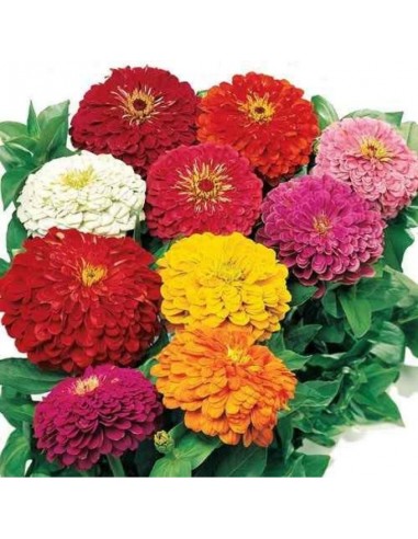 ZINNIA LILLIPUT DOPPIA MIX ZINNIA LILLIPUT DOPPIA MIX