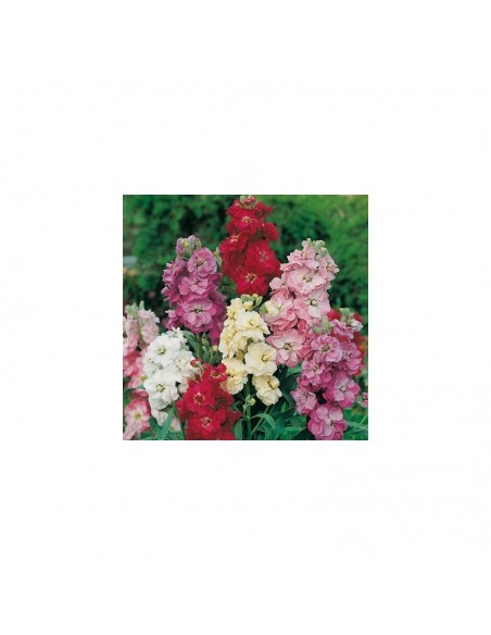 VIOLACIOCCA GIGANTE DOPPIA MIX