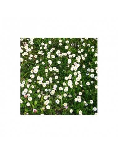 MARGHERITINA SELVATICA D.PRATI MARGHERITINA SELVATICA D.PRATI