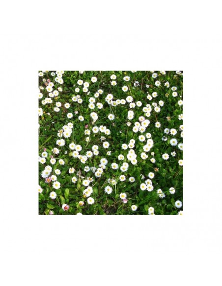 MARGHERITINA SELVATICA D.PRATI