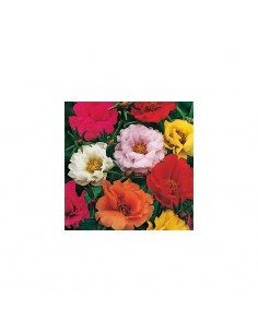 PORTULACA DOPPIA MIX 2