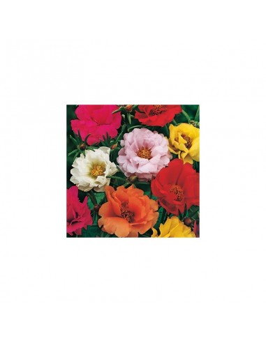 PORTULACA DOPPIA MIX PORTULACA DOPPIA MIX