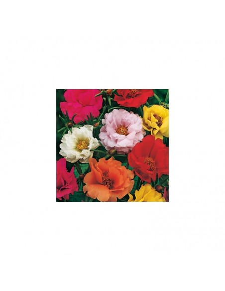 PORTULACA DOPPIA MIX