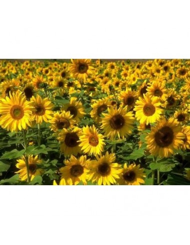 GIRASOLE ORNAMENTALE MIX GIRASOLE ORNAMENTALE MIX