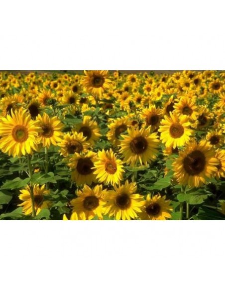 GIRASOLE ORNAMENTALE MIX