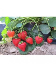 FRAGOLA 4 STAGIONI 2
